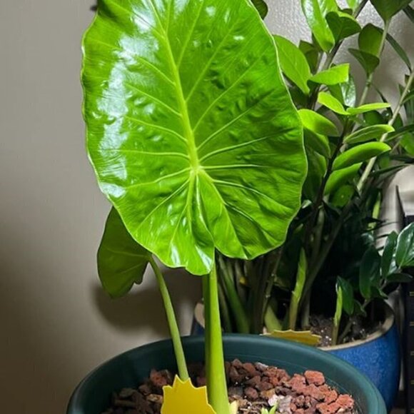 UPRIGHT ELEPHANT (Small Baby ) EAR BULB - Picture 3 of 5